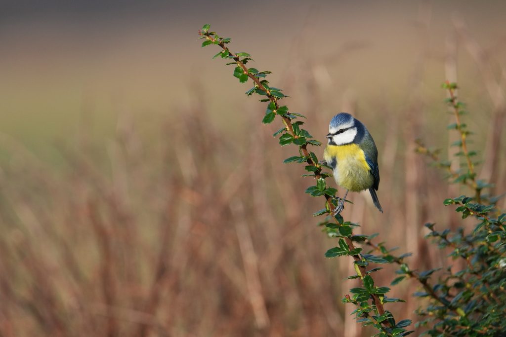 Blue tit