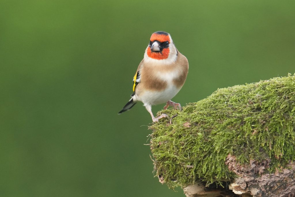 Goldfinch on mossy log