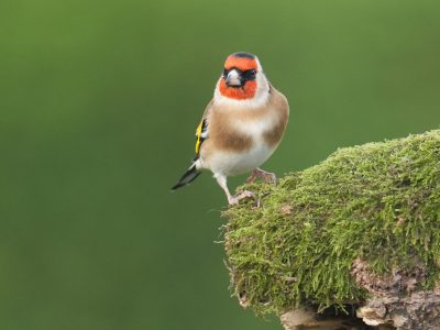 Goldfinch on mossy log