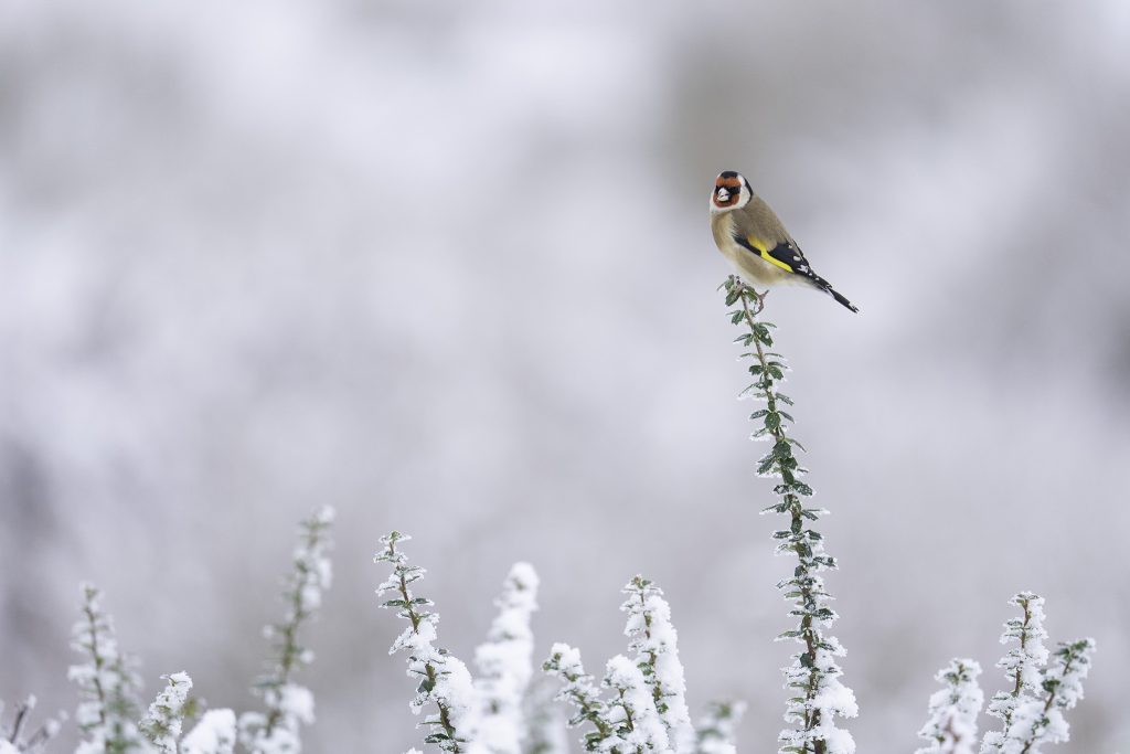 Goldfinch on snowy branch